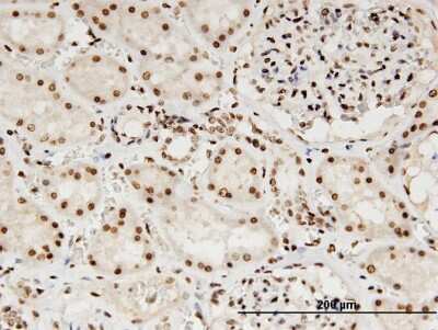 Immunohistochemistry-Paraffin: Lamin B1 Antibody (4E4) [H00004001-M03]