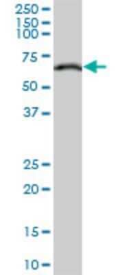Western Blot: Lamin B1 Antibody (4E4) [H00004001-M03]