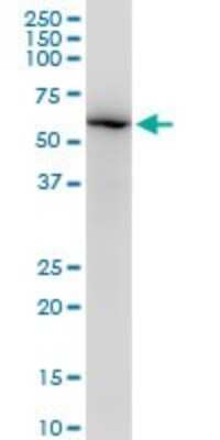 Western Blot: Lamin B1 Antibody (4E4) [H00004001-M03]