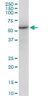 Western Blot: Lamin B1 Antibody (4E4) [H00004001-M03]