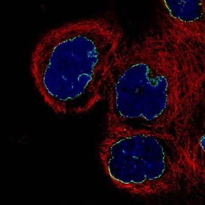 Immunocytochemistry/ Immunofluorescence: Lamin B1 Antibody (CL3929) [NBP2-59783]