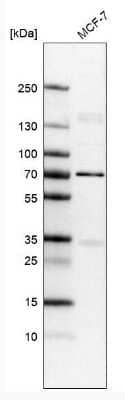 Western Blot: Lamin B1 Antibody (CL3929) [NBP2-59783]