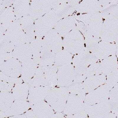 Immunohistochemistry-Paraffin: Lamin B1 Antibody [NBP2-48966]