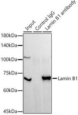Immunoprecipitation: Lamin B1 Antibody - Azide and BSA Free [NBP3-03711]