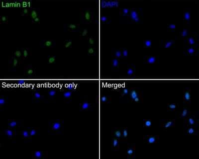 Immunocytochemistry/ Immunofluorescence: Lamin B1 Antibody (SI17-07) [NBP2-67405]