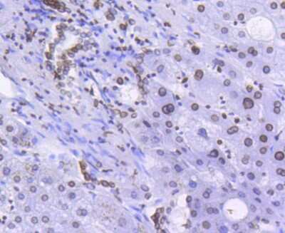 Immunohistochemistry-Paraffin: Lamin B1 Antibody (SI17-07) [NBP2-67405]