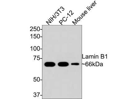 Western Blot: Lamin B1 Antibody (SI17-07) [NBP2-67405]