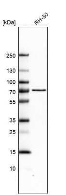 Western Blot: Lamin B1 Antibody [NBP2-48966]