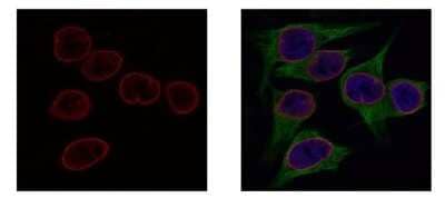 Immunocytochemistry/ Immunofluorescence: Lamin B2 Antibody (144) [NBP2-43834]