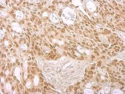 Immunohistochemistry-Paraffin: Lamin B2 Antibody (144) [NBP2-43834]