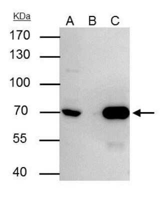 Immunoprecipitation: Lamin B2 Antibody (144) [NBP2-43834]