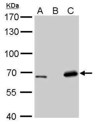 Western Blot: Lamin B2 Antibody (144) [NBP2-43834]