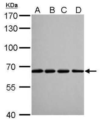 Western Blot: Lamin B2 Antibody (144) [NBP2-43834]