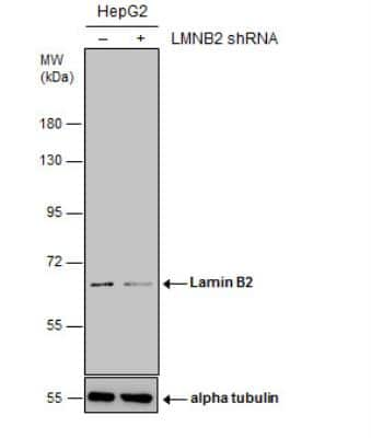 Western Blot: Lamin B2 Antibody (144) [NBP2-43834]