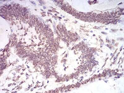 Immunohistochemistry-Paraffin: Lamin B2 Antibody (2E2F4) - BSA Free [NBP2-61818]