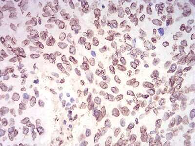 Immunohistochemistry-Paraffin: Lamin B2 Antibody (2E2F4) - BSA Free [NBP2-61818]