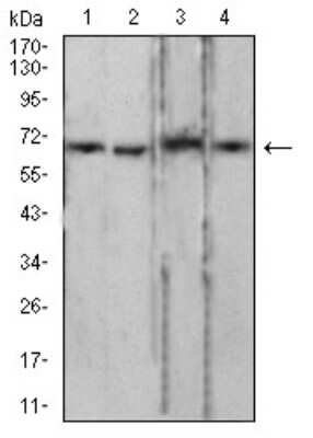 Western Blot: Lamin B2 Antibody (2E2F4)BSA Free [NBP2-61818]
