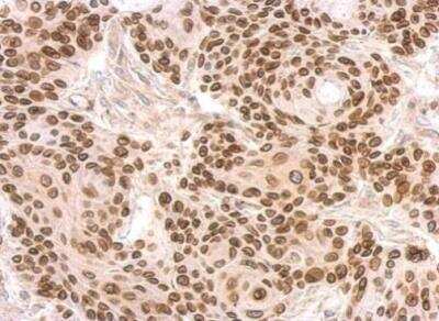 Immunohistochemistry-Paraffin: Lamin B2 Antibody [NBP1-33205]