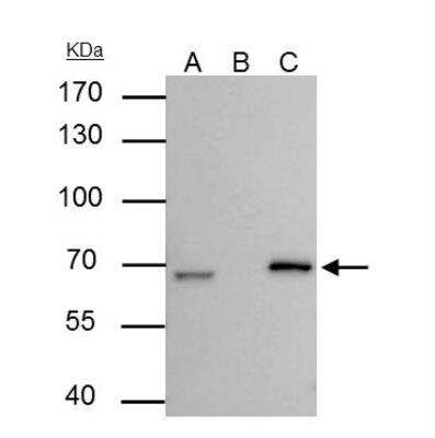 Lamin B2 Antibody