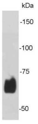 Western Blot: Lamin B2 Antibody (J9-C4) [NBP2-66923]