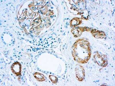 Immunohistochemistry-Paraffin: Laminin Antibody (4C7) [NB120-17107]