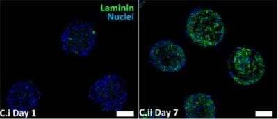 Staining of Laminin in Day 1 and Day 7 HWJSC Spheroids