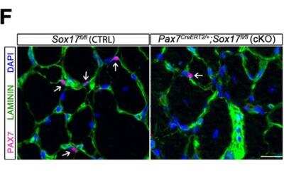 Frozen Mouse Tissue Stained for Laminin