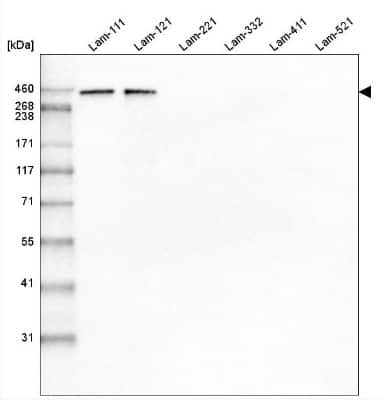 Western Blot: Laminin Antibody (CL3087) [NBP2-42389]