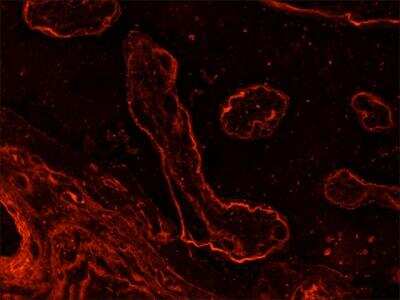 Immunohistochemistry: Laminin Antibody (LAM-89) [NB600-883]