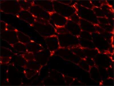 Immunohistochemistry: Laminin Antibody (LAM-89) [NB600-883]