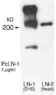 Western Blot Detection of Laminin in Multiple Species