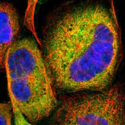 Immunocytochemistry/ Immunofluorescence: Laminin alpha 3 Antibody [NBP1-89955]