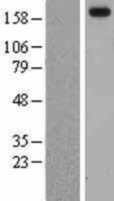 Western Blot: Laminin alpha 3 Overexpression Lysate [NBL1-12428]