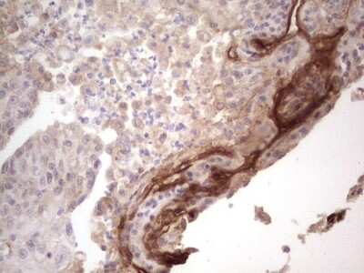 Immunohistochemistry: Laminin alpha 4 Antibody (OTI5G8) [NBP2-45582]