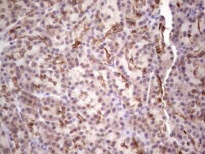Immunohistochemistry: Laminin alpha 4 Antibody (OTI5G8) [NBP2-45582]