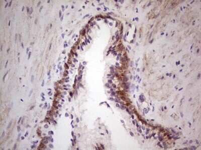 Immunohistochemistry: Laminin alpha 4 Antibody (OTI5G8) [NBP2-45582]
