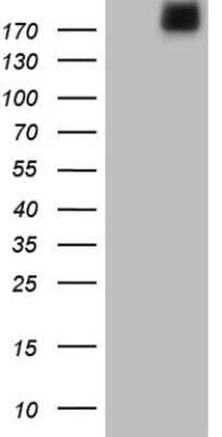 Western Blot: Laminin alpha 4 Antibody (OTI5G8) [NBP2-45582]