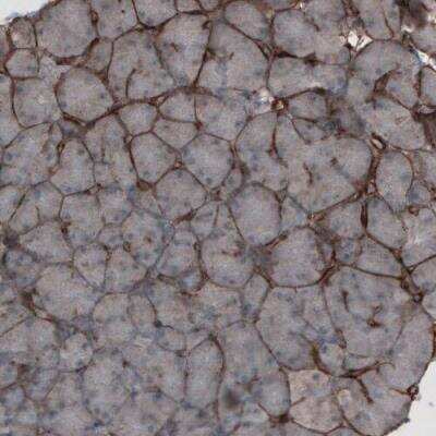 Immunohistochemistry-Paraffin: Laminin alpha 4 Antibody (CL3183) [NBP2-42392]