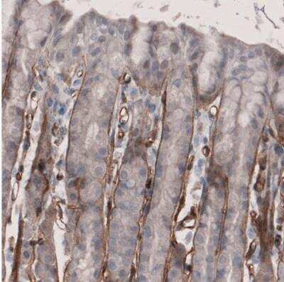 Immunohistochemistry-Paraffin: Laminin alpha 4 Antibody (CL3183) [NBP2-42392]