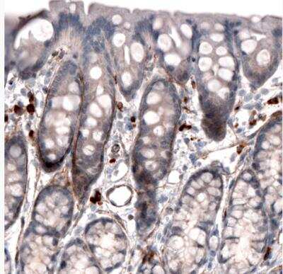 Immunohistochemistry-Paraffin: Laminin alpha 4 Antibody (CL3183) [NBP2-42392]