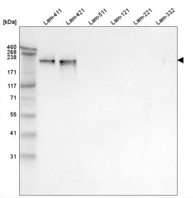 Western Blot: Laminin alpha 4 Antibody (CL3183) [NBP2-42392]