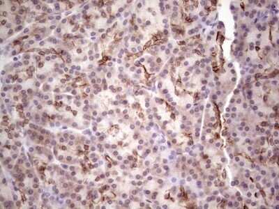 Immunohistochemistry: Laminin alpha 4 Antibody (OTI5G8) - Azide and BSA Free [NBP2-71113]