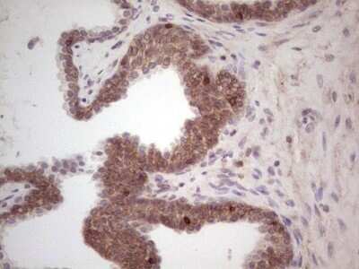 Immunohistochemistry-Paraffin: Laminin alpha 4 Antibody (OTI5G8) - Azide and BSA Free [NBP2-71113]