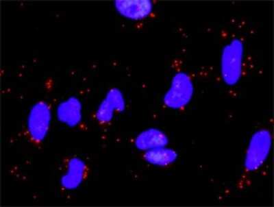 Proximity Ligation Assay: Laminin alpha 5 Antibody [H00003911-D01P]
