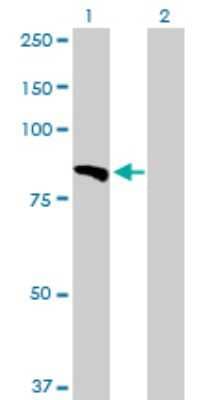 Western Blot: Laminin alpha 5 Antibody [H00003911-D01P]