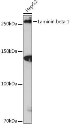 Western Blot: Laminin beta 1 Antibody (6I9T4) [NBP3-16392]