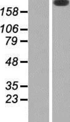 Western Blot: Laminin S/Laminin beta 2 Overexpression Lysate [NBP2-10819]