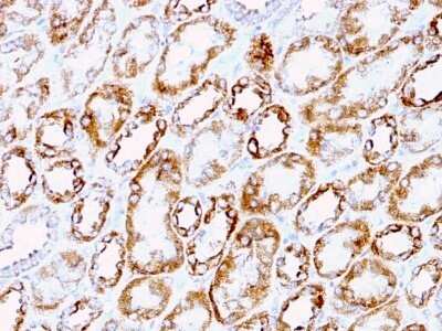 Immunohistochemistry-Paraffin: Laminin gamma 1 Antibody (A5) - Azide and BSA Free [NBP2-47842]