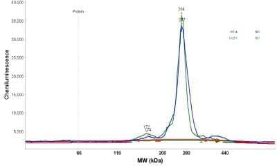 Simple Western: Laminin gamma 1 Antibody [NBP1-87718]