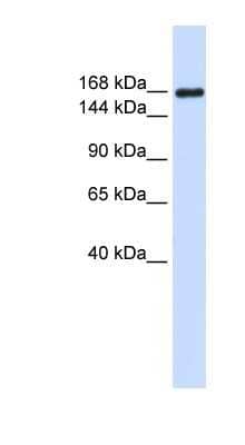 Western Blot: Laminin gamma 1 Antibody [NBP1-59144]